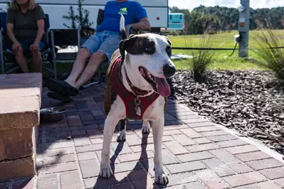 dog outside rv