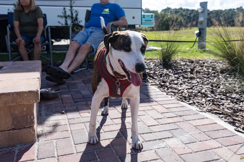 dog at RV site