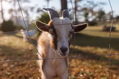 resort at canopy oaks goat